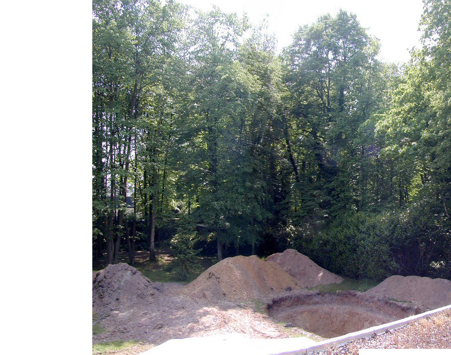 arbres sur piscine