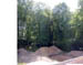 arbres sur piscine