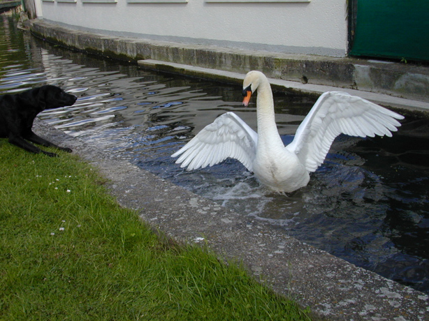 DSCN0988