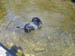 DSCN0966