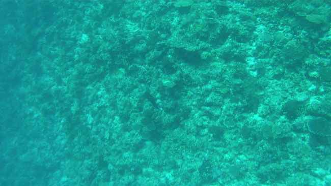 GOPR2219