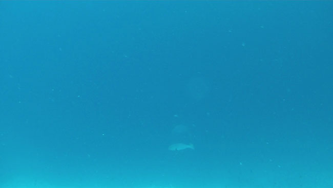 GOPR2222