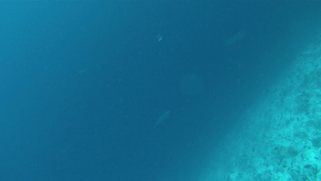 GOPR2223