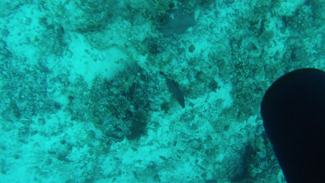 GOPR2226