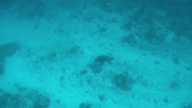 GOPR2236