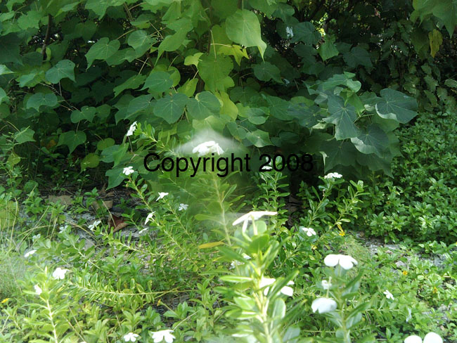 PICT0070
