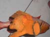 DSCN0920